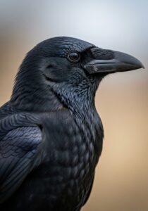 Photorealistic National Geographic wildlife close-up portrait of a single carrion crow's head and shoulders, glossy blac