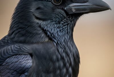Photorealistic National Geographic wildlife close-up portrait of a single carrion crow's head and shoulders, glossy blac