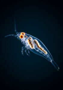Close-up of the transparent planktonic copepod Copilia showing its two large orange telescope-like eye lenses in dark water