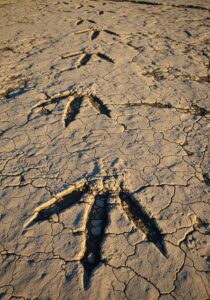 A row of giant three-toed theropod dinosaur footprints preserved in a cracked pale limestone riverbed in Texas, low gold