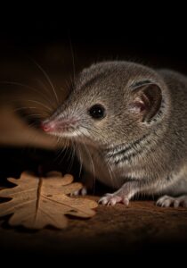 Etruscan shrew (Suncus etruscus), the smallest mammal with the fastest heart rate, foraging in leaf litter