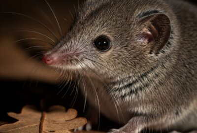 Etruscan shrew (Suncus etruscus), the smallest mammal with the fastest heart rate, foraging in leaf litter