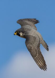 A peregrine falcon in a near-vertical stoop, wings tucked tight against its body, mid-dive against a deep blue sky.