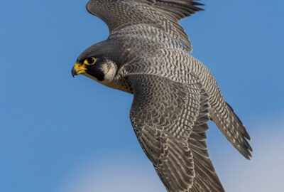 A peregrine falcon in a near-vertical stoop, wings tucked tight against its body, mid-dive against a deep blue sky.