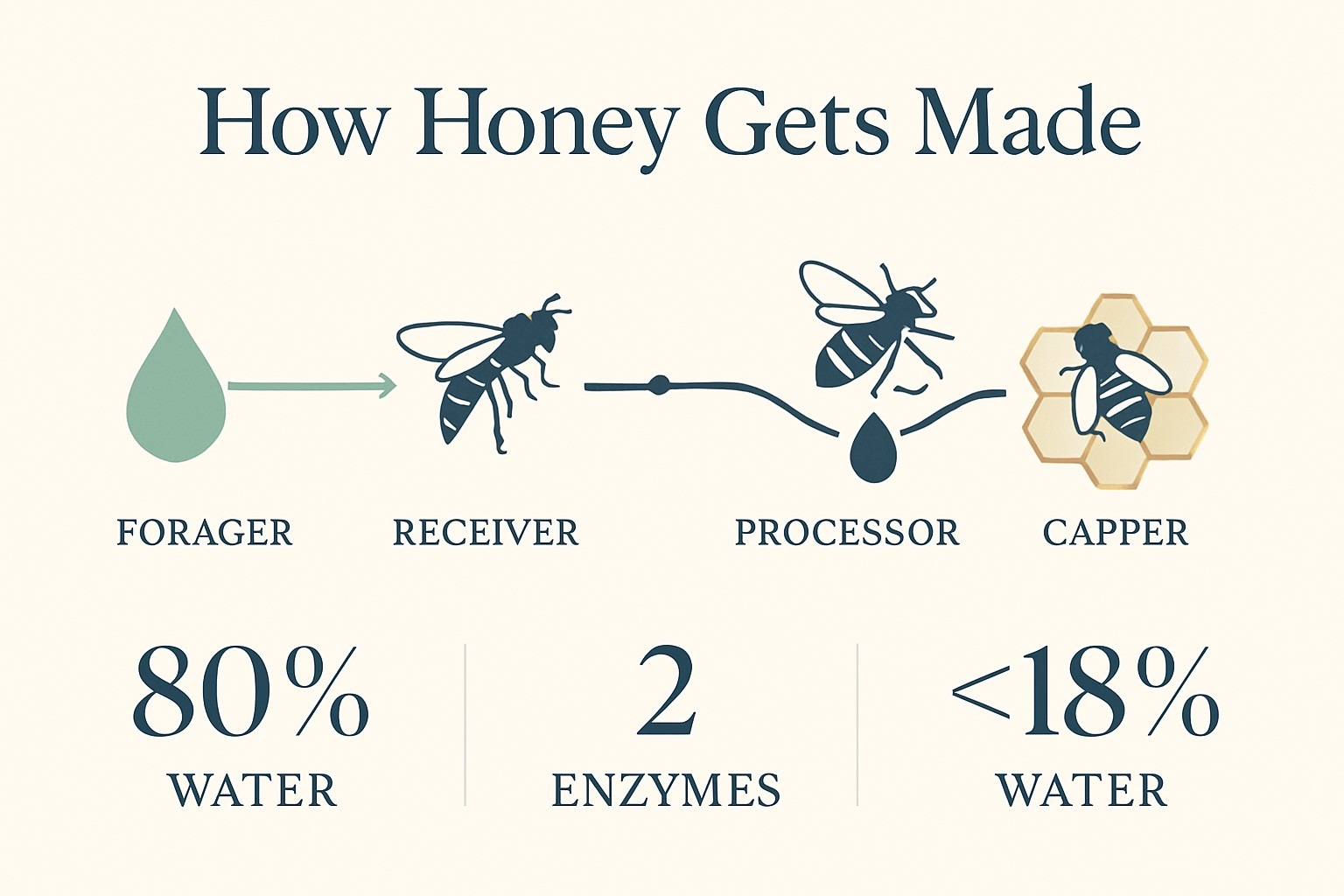 Jak pszczoły produkują miód? Prawdziwa nauka o każdej kropli — infografika