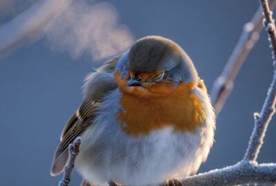A small songbird asleep on a frost-dusted branch at twilight, head tucked under its wing, feathers fluffed against the cold.