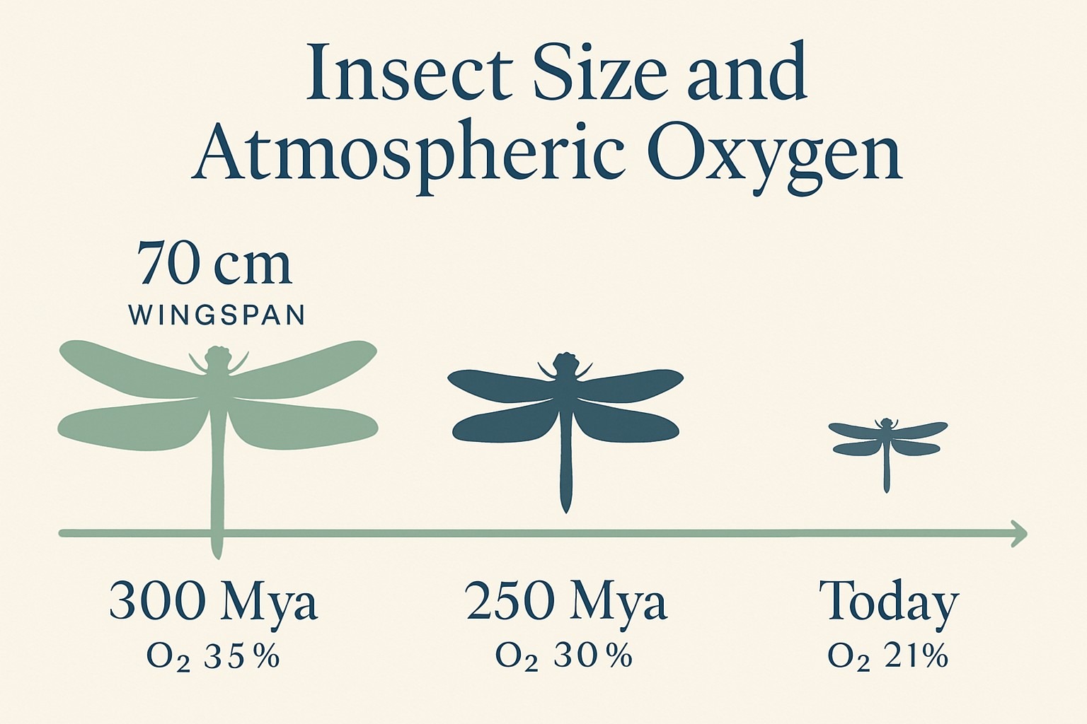 Hoe ademen insecten? Infographic over het tracheenstelsel uitgelegd
