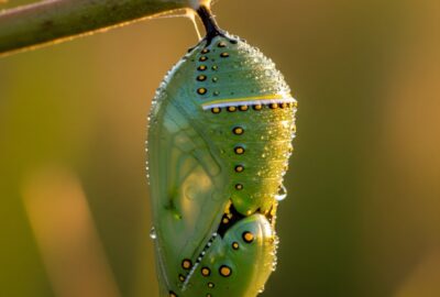 A jade-green monarch butterfly chrysalis hanging from a milkweed stem, with a gold-dotted rim and dewdrops, photographed in soft late-afternoon light.