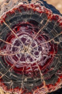 A close-up of a petrified log cross-section showing red and purple quartz growth rings