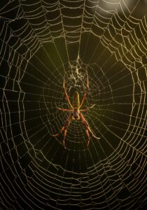 Close-up of a golden orb-weaver spider sitting at the centre of a dew-covered web at dawn, backlit by golden light.