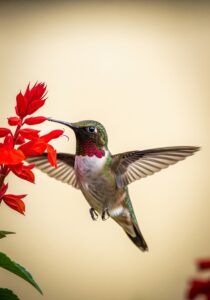 Close-up portrait of a ruby-throated hummingbird hovering at a red salvia bloom, iridescent throat feathers catching sunlight, wings frozen mid-beat