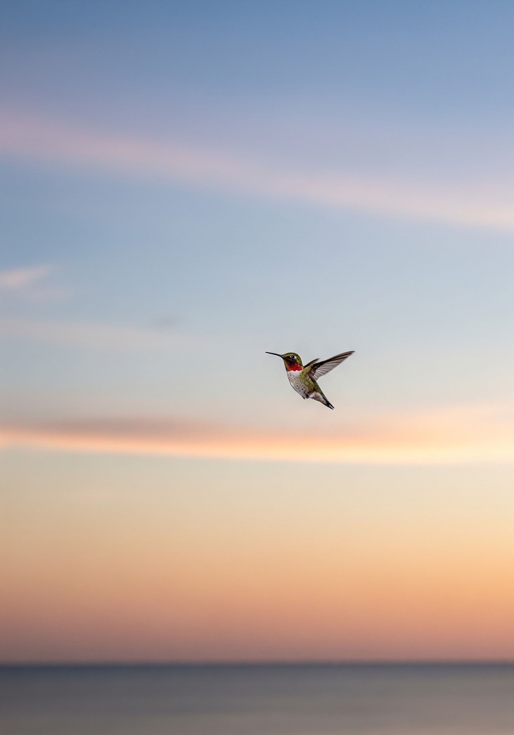 Hummingbird Migration: The 500-Mile Gulf Crossing, Explained