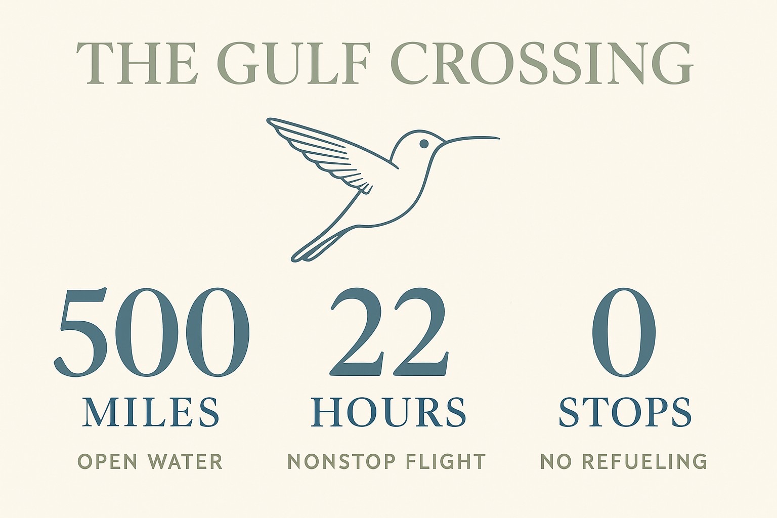 Hummingbird Migration: The 500-Mile Gulf Crossing, Explained infographic