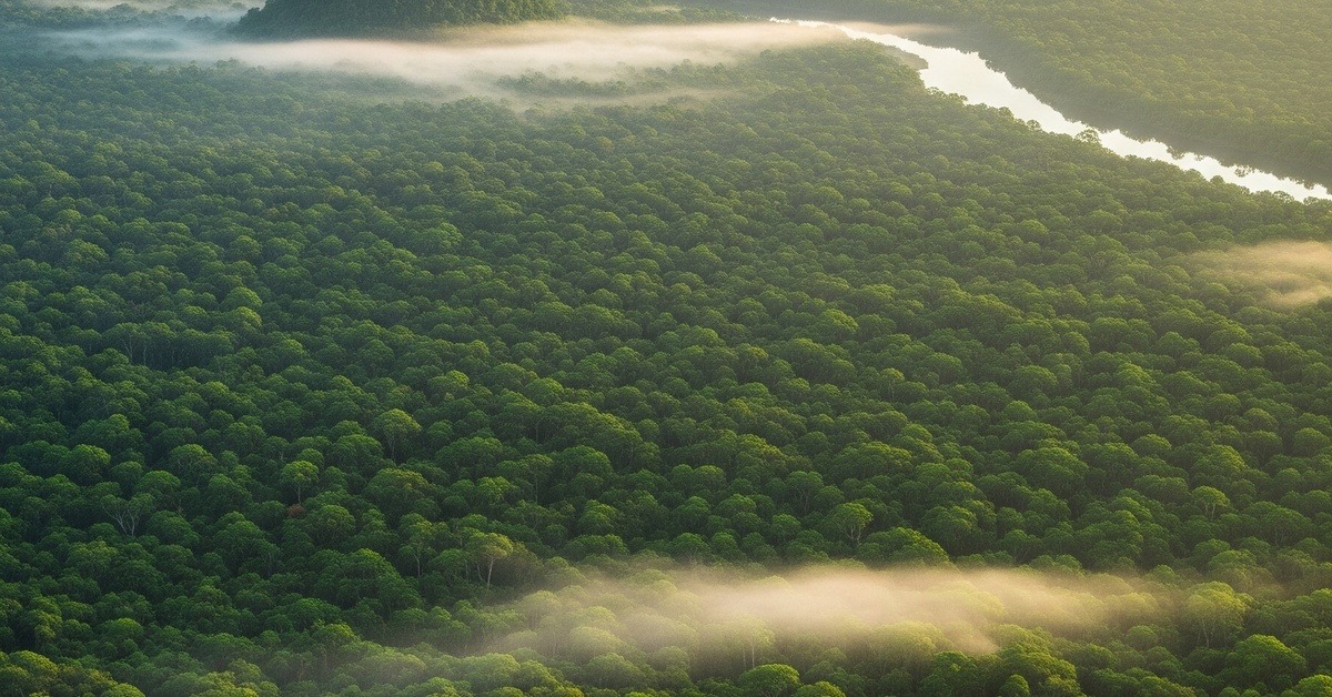 Dense green jungle canopy of the Yucatan Peninsula stretching to a low horizon at dawn