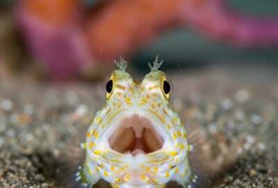 A small reef jawfish peering from a sandy burrow with its jaws opened wide on a coral reef