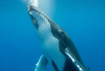 A solitary humpback whale gliding through deep open blue ocean far from any coastline