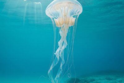 An Australian box jellyfish (Chironex fleckeri) drifting in clear tropical water, its translucent cube-shaped bell catching shafts of sunlight, long ribbon tentacles trailing below.