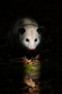 Virginia opossum close-up showing its pale face and dark eyes in forest undergrowth