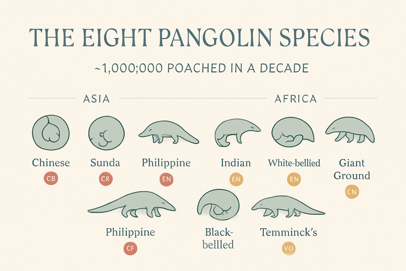Pangolin zagrożony: dlaczego to najczęściej przemycany ssak świata — infografika