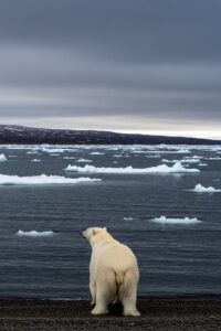 A massive polar bear standing at an Arctic shoreline staring across open water where ice once stretched