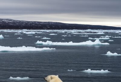 A massive polar bear standing at an Arctic shoreline staring across open water where ice once stretched