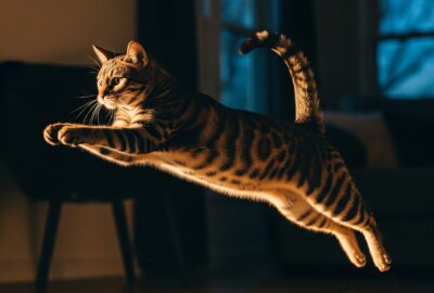 A house cat caught mid-sprint in a softly lit living room at twilight, ears forward, tail up, paws barely touching the rug.