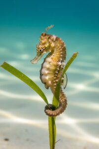 A male seahorse with a swollen brood pouch curled around a strand of seagrass in clear water