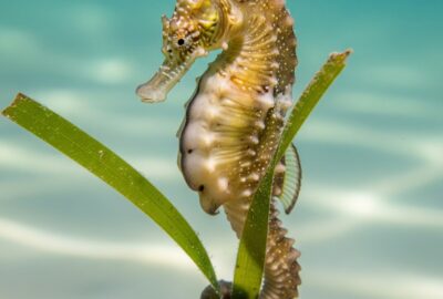 A male seahorse with a swollen brood pouch curled around a strand of seagrass in clear water