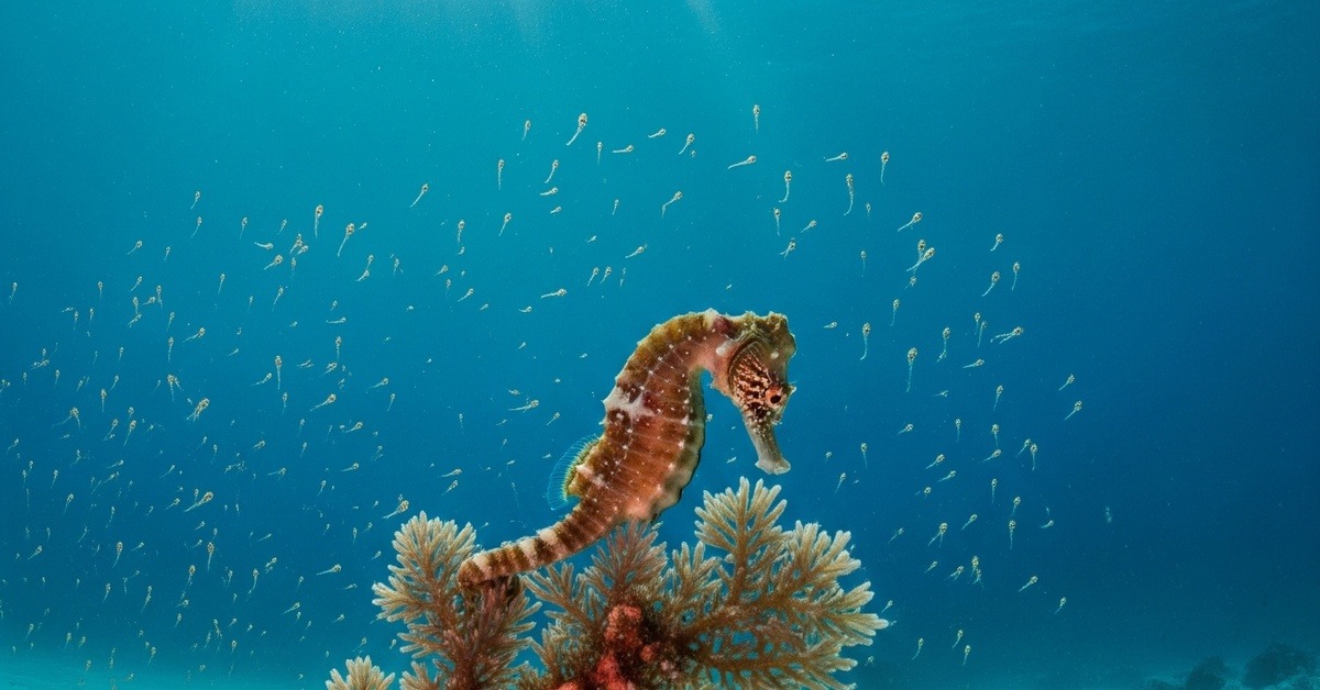 Wide reef view of a seahorse gripping coral with its tail amid drifting tiny newborn fry