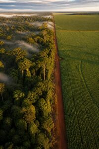 Aerial view where dense Amazon rainforest meets a green soy field in Mato Grosso, Brazil