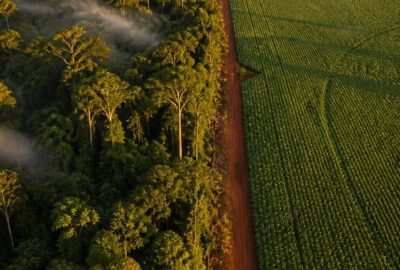 Aerial view where dense Amazon rainforest meets a green soy field in Mato Grosso, Brazil