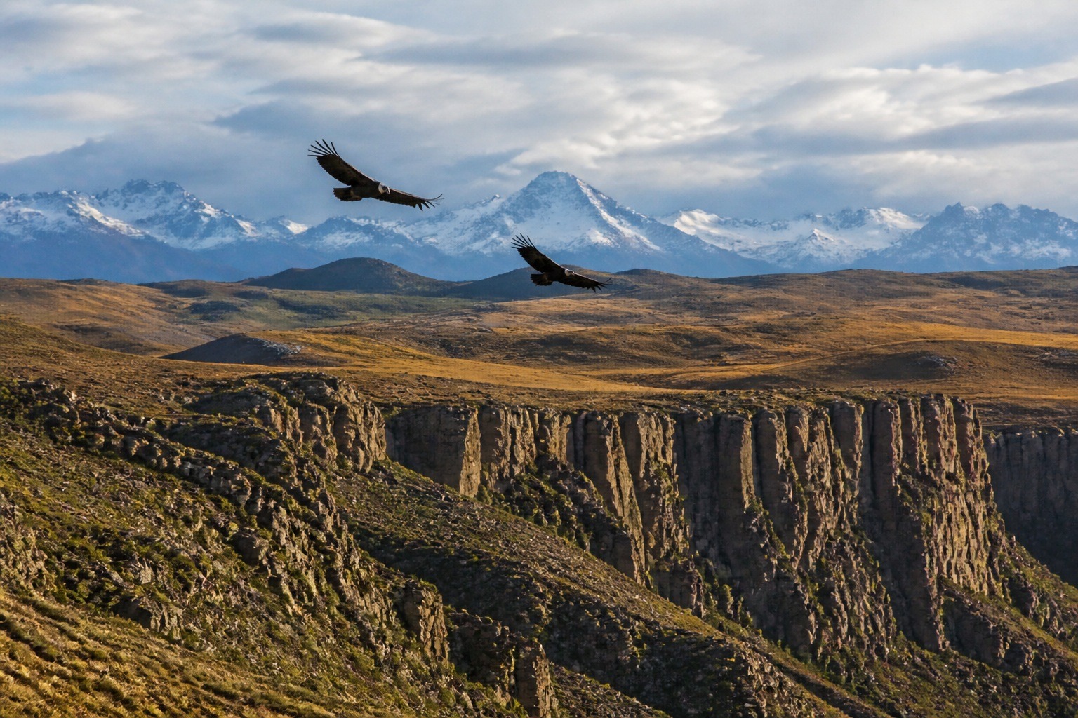 Andean Condors Released in Patagonia: Coast to Coast
