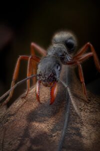 Close-up portrait of a jack jumper ant (Myrmecia pilosula), the animal with the fewest chromosomes, showing its large eyes and orange jaws
