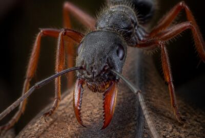 Close-up portrait of a jack jumper ant (Myrmecia pilosula), the animal with the fewest chromosomes, showing its large eyes and orange jaws