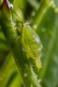 Close-up macro photo of a wingless green aphid on a rose stem giving live birth, illustrating aphids born pregnant
