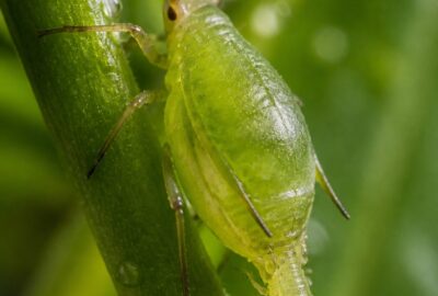 Close-up macro photo of a wingless green aphid on a rose stem giving live birth, illustrating aphids born pregnant