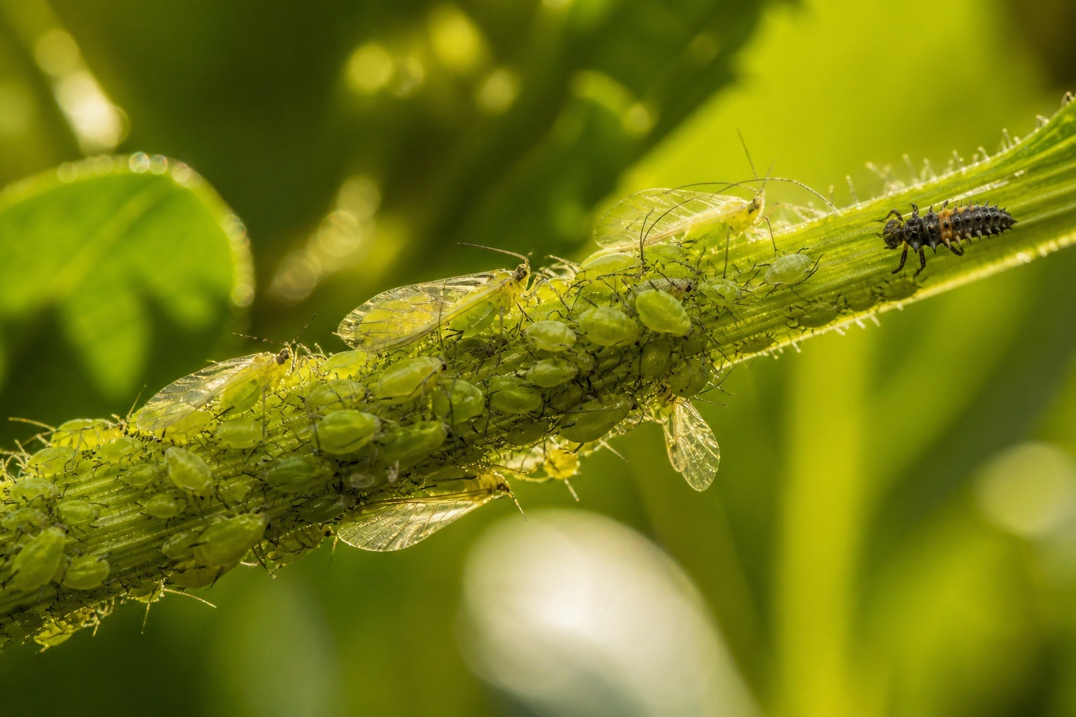 Aphids Born Pregnant: Embryos Inside Embryos Explained
