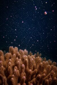 Coral spawn bundles rising through blue water during Great Barrier Reef mass spawning, the basis of coral IVF