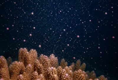 Coral spawn bundles rising through blue water during Great Barrier Reef mass spawning, the basis of coral IVF