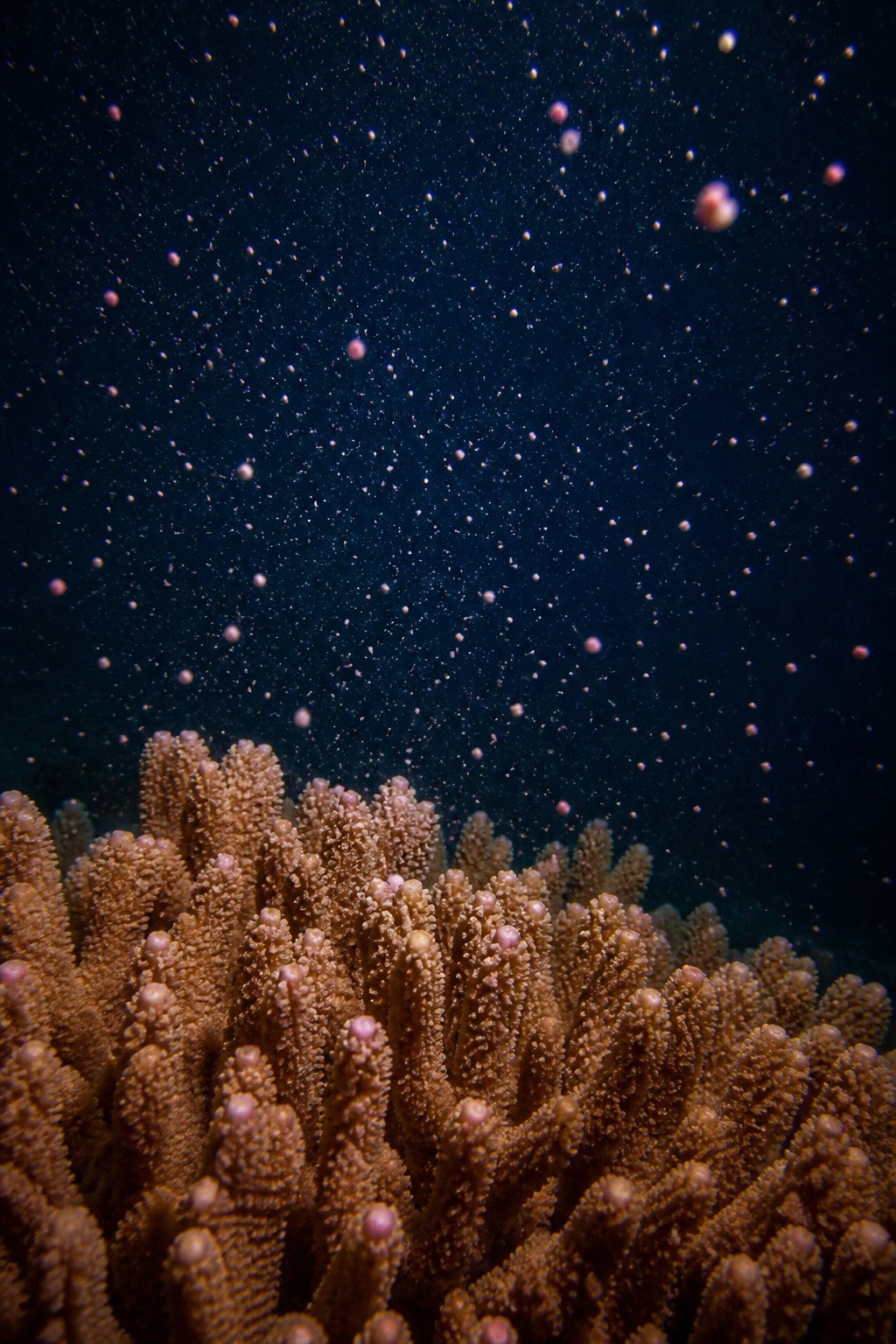 Coral spawn bundles rising through blue water during Great Barrier Reef mass spawning, the basis of coral IVF
