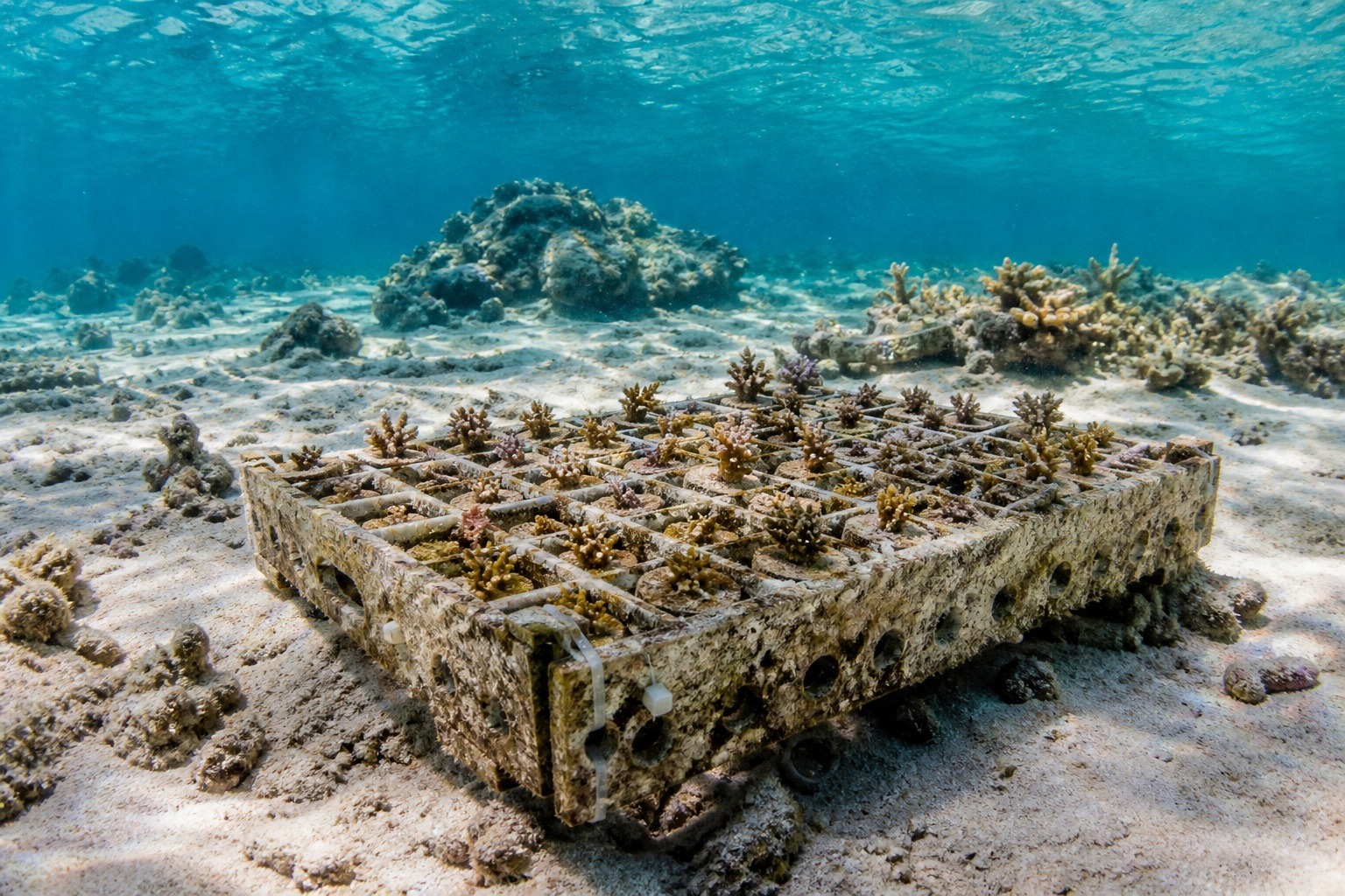 Coral IVF Great Barrier Reef: How Baby Reefs Are Born