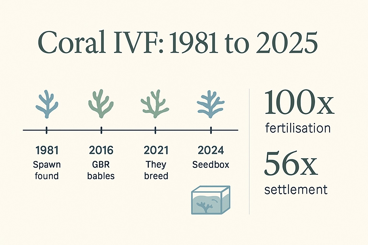 Coral IVF Great Barrier Reef: How Baby Reefs Are Born infographic