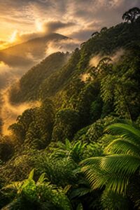 Lush regenerated tropical cloud forest in Costa Rica, where the government pays farmers to protect forests