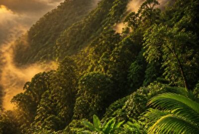 Lush regenerated tropical cloud forest in Costa Rica, where the government pays farmers to protect forests
