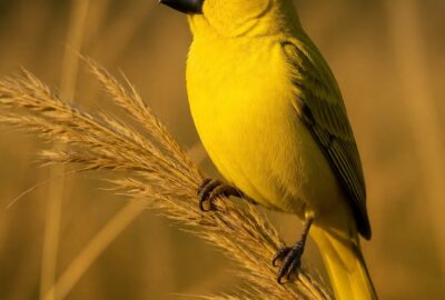 A bright yellow male cuckoo finch perched on a grass seedhead in African grassland at golden hour
