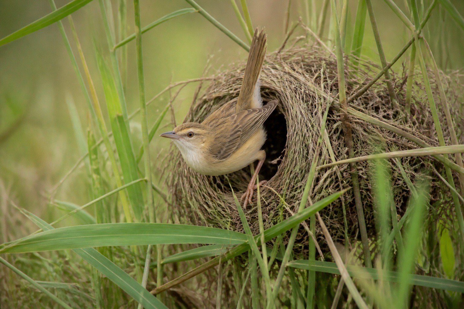 Cuckoo Finch vs Tawny-Flanked Prinia: A 3-Second Con