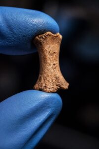 The tiny distal pinky phalanx of a Denisovan girl held in gloved fingertips against the dark sediment of Denisova Cave