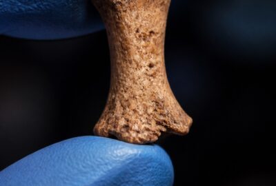 The tiny distal pinky phalanx of a Denisovan girl held in gloved fingertips against the dark sediment of Denisova Cave