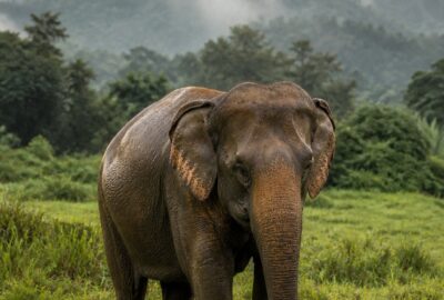 A rescued Asian elephant standing free in a green Chiang Mai valley at a no-riding sanctuary, no saddle or chains