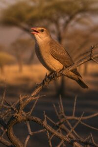 A greater honeyguide bird perched on a branch in African woodland, calling to human honey hunters